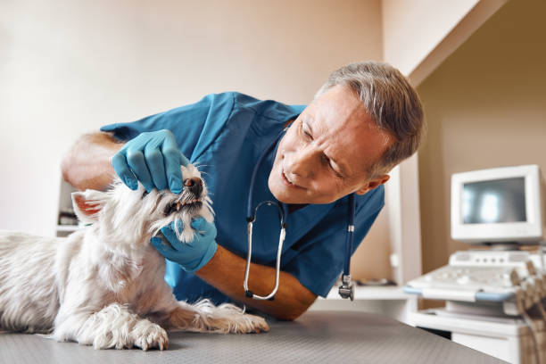 Best Emergency Dental Extractions in Gatlinburg, TN